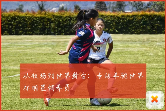 从牧场到世界舞台：专访羊驼世界杯明星饲养员
